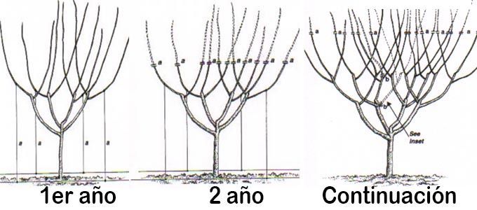 Cómo rejuvenecer y podar un cerezo viejo: técnicas y consejos