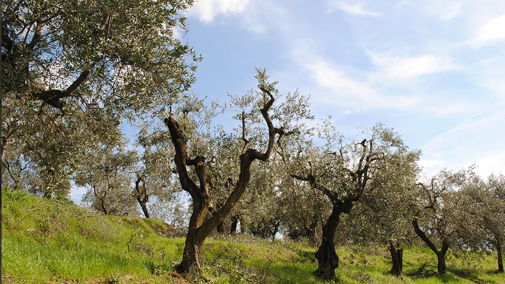 Cómo revitalizar tus olivos viejos: técnicas y consejos de poda