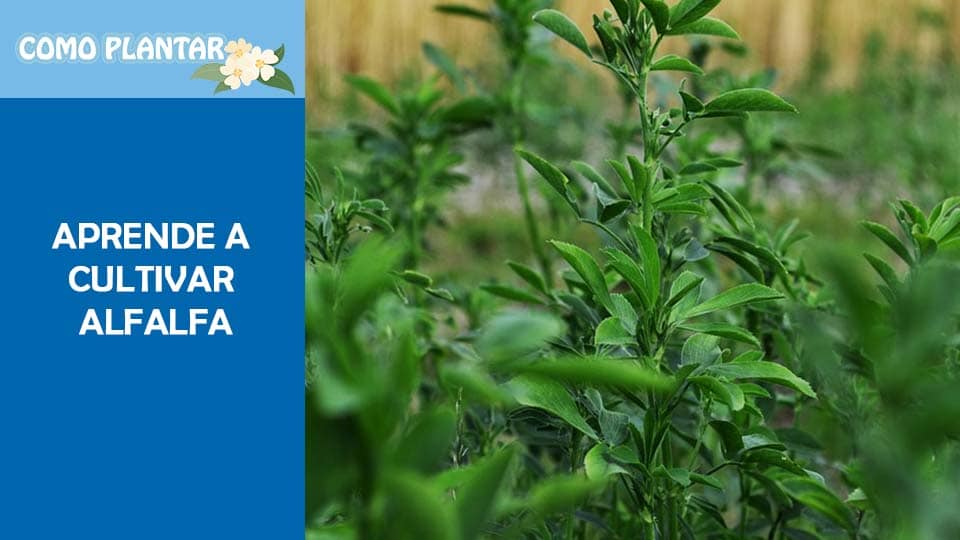 Cómo sembrar alfalfa: consejos y pasos para cultivar este nutritivo forraje