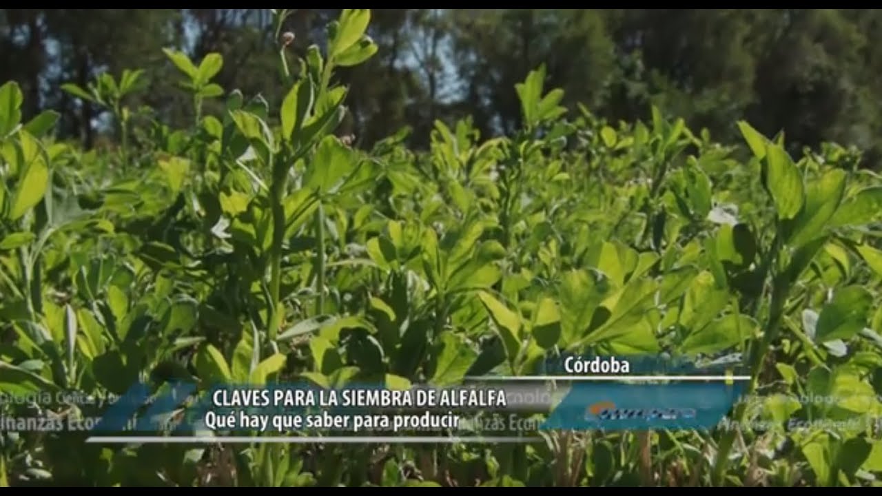 Cómo sembrar alfalfa para alimentar a tu ganado: consejos prácticos y pasos clave