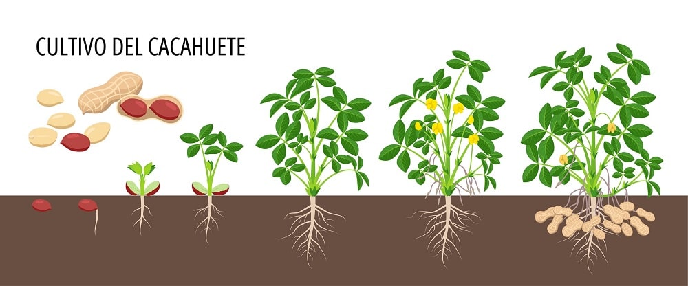 Cómo sembrar cacahuetes: Guía paso a paso para cultivar tus propios maníes