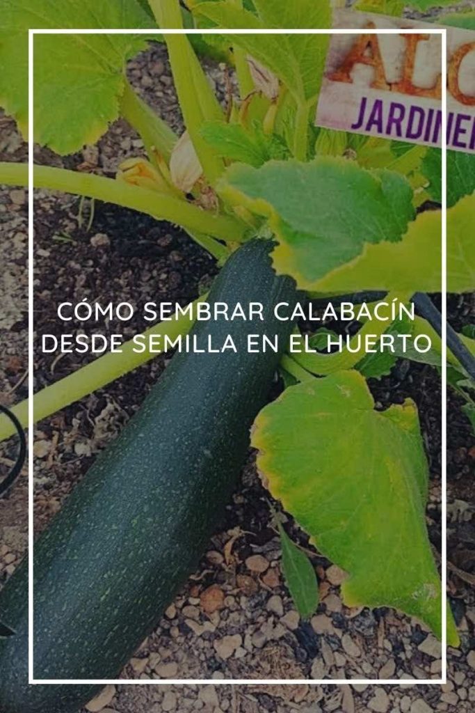 Cómo sembrar calabacines en semilla: consejos y pasos fundamentales para cultivar tus propios calabacines desde cero