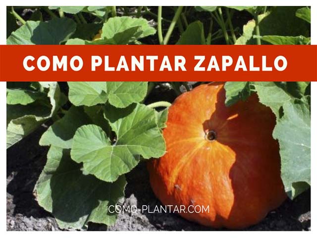 Cómo sembrar calabazas: consejos y técnicas para un cultivo exitoso