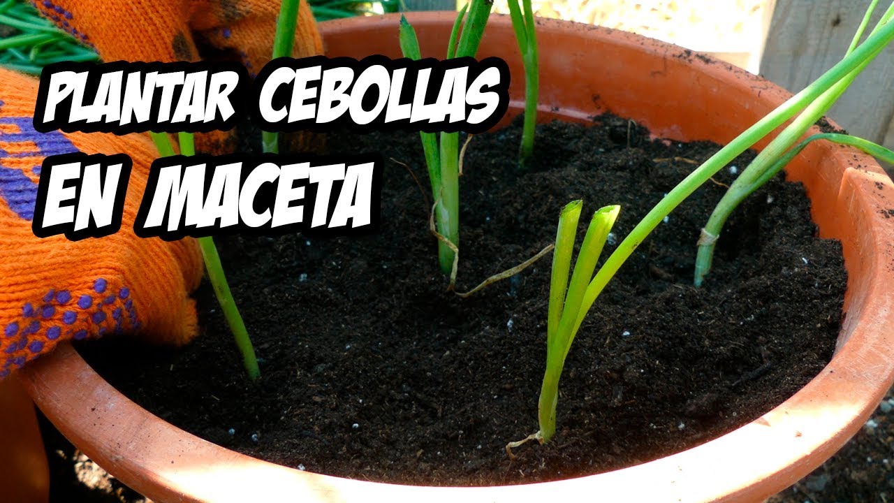 Cómo sembrar cebolla en casa: consejos y técnicas para cultivar tus propias cebollas