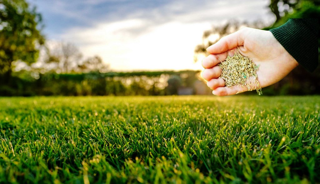 Como Sembrar Césped: Guía completa y consejos para tener un jardín verde y saludable