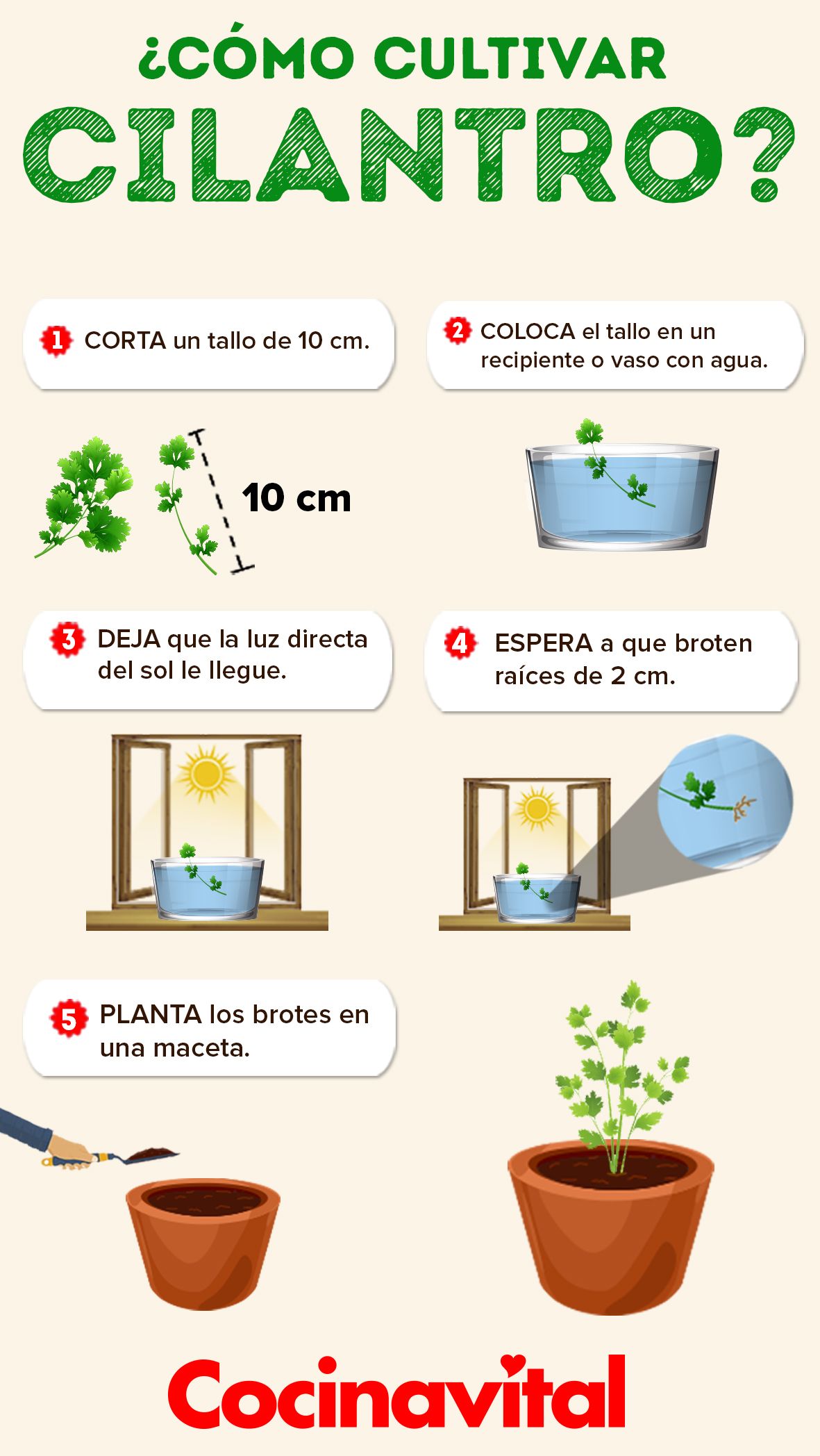 Cómo sembrar culantro: consejos para un cultivo exitoso