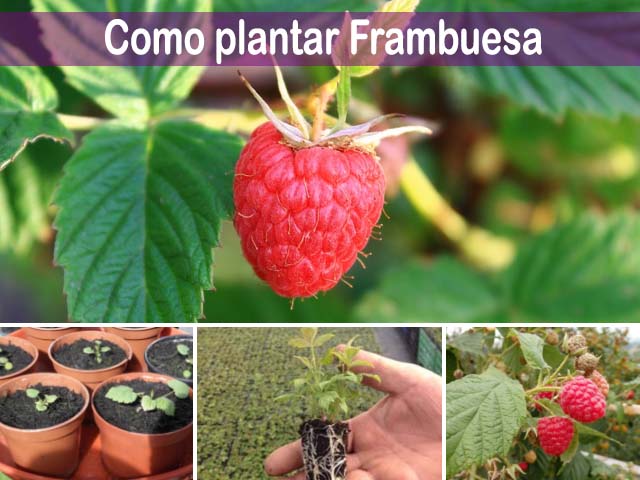 Cómo sembrar frambuesas: Guía paso a paso para cultivar estas deliciosas bayas