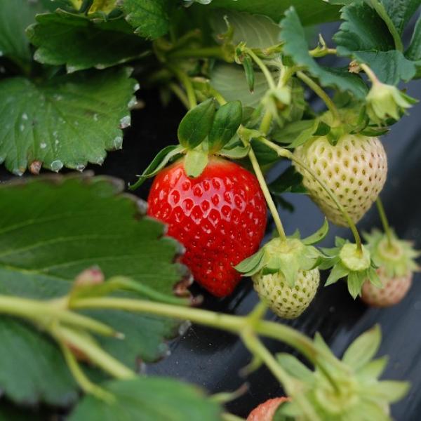 Cómo sembrar fresas en casa: Guía completa para cultivar tus propias delicias rojas