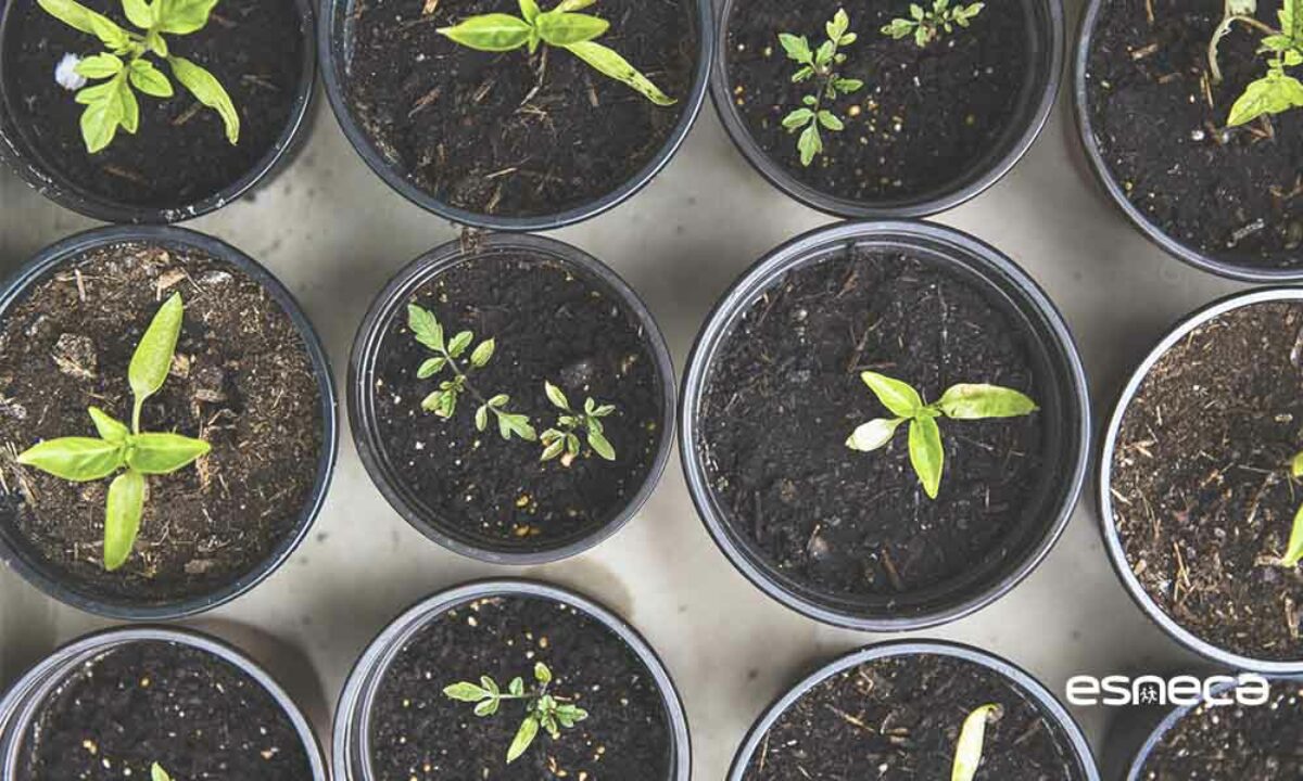 Cómo Sembrar las Semillas: Guía Completa para un Cultivo Exitoso