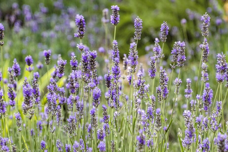 Cómo sembrar lavanda: guía completa para cultivar esta aromática planta en tu jardín