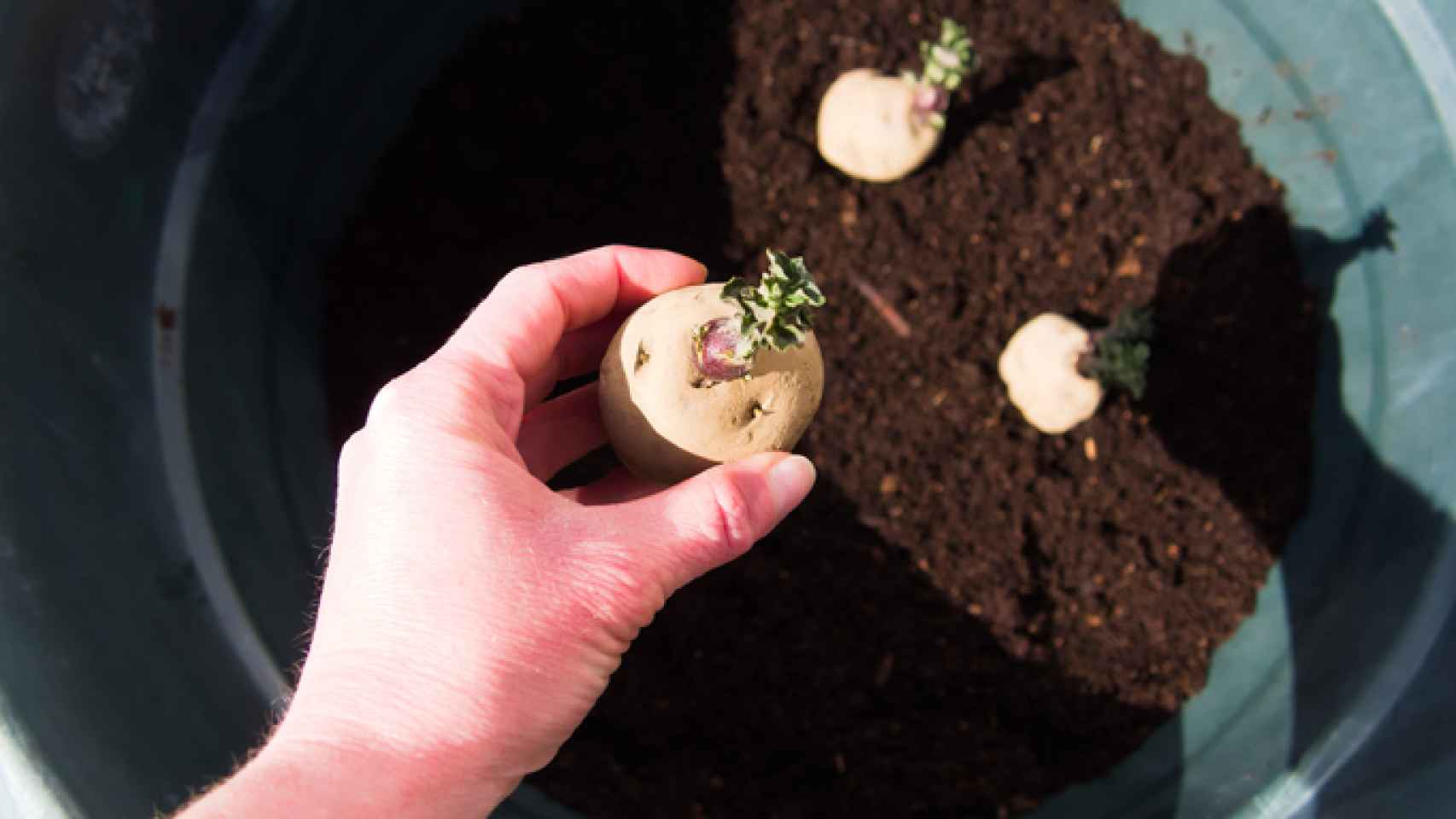 Cómo sembrar patatas en maceta: consejos y trucos para una cosecha exitosa