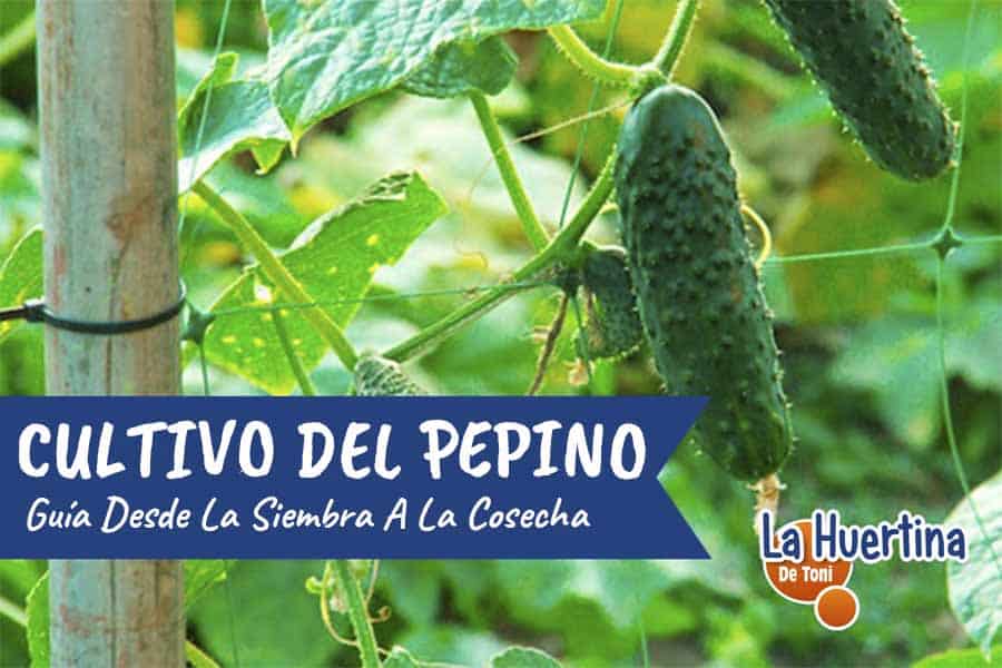 Cómo sembrar pepinos: consejos para tener una huerta llena de deliciosos frutos verdes