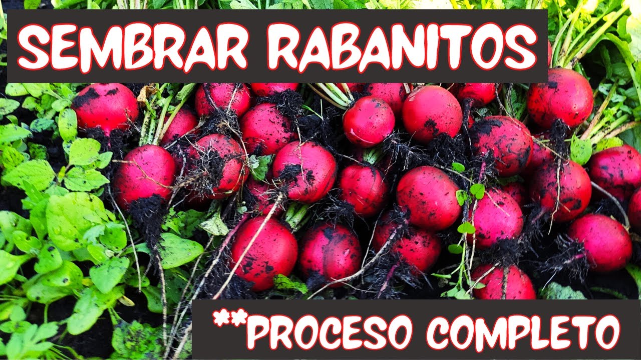 Cómo sembrar rábanos: una guía completa para cultivar tus propios rábanos