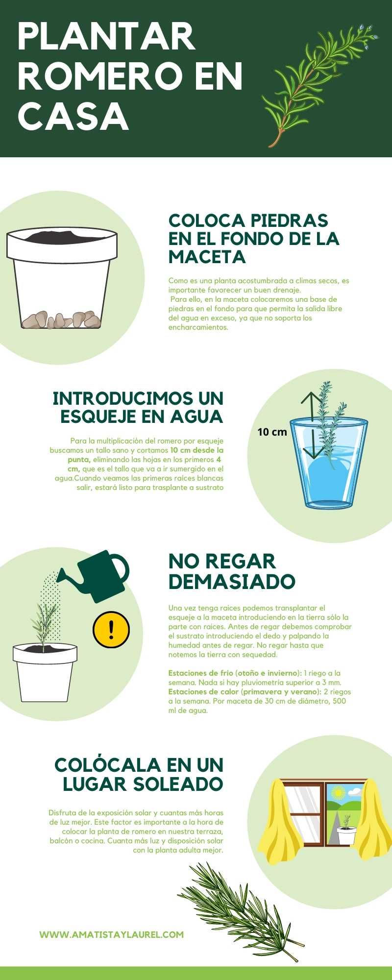 Cómo sembrar romero: consejos y cuidados para tener una planta saludable