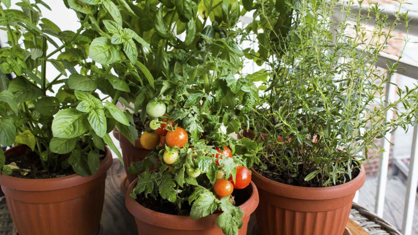 Cómo sembrar tomate en macetas: Guía paso a paso para cultivar deliciosos tomates en espacios reducidos