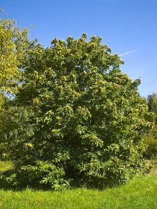 Cómo Sembrar un Castaño: Guía paso a paso para cultivar este noble árbol