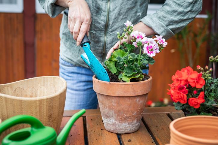 Cómo sembrar y cuidar un geranio en tu jardín: Guía paso a paso