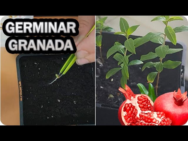 Cómo sembrar y cultivar granadas: Consejos prácticos para tener una huerta fructífera