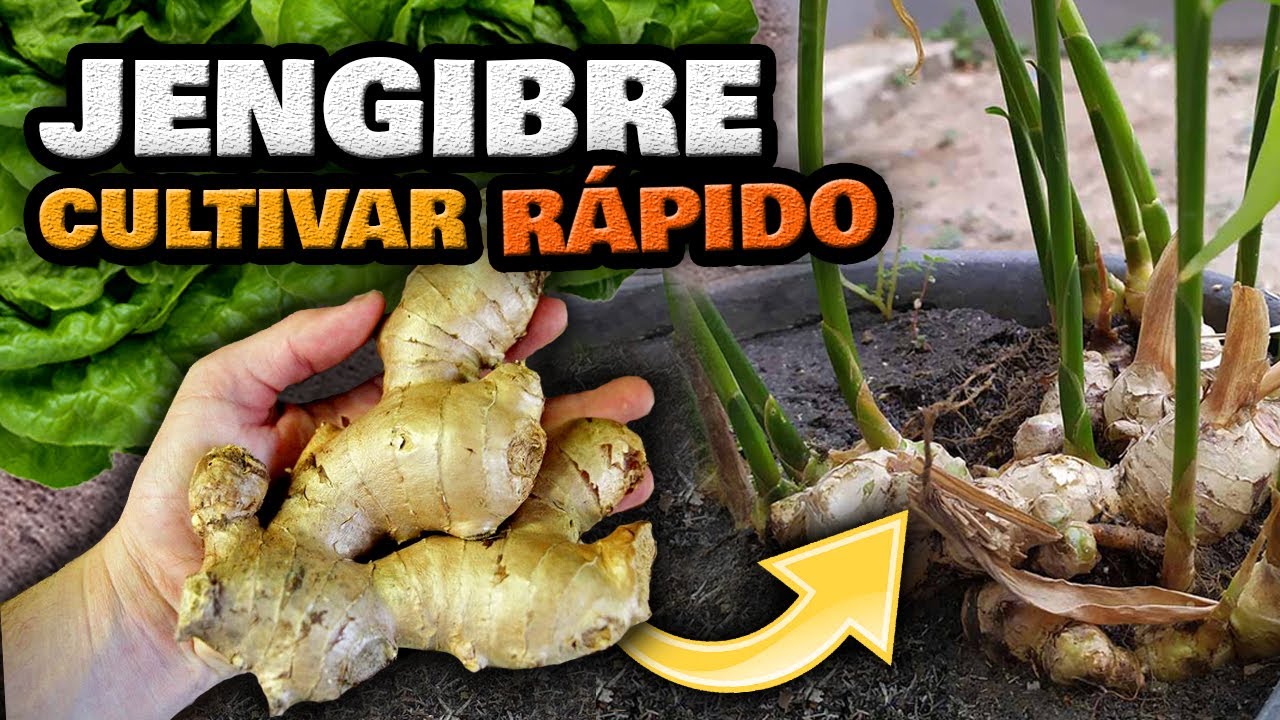 Cómo sembrar y cultivar jengibre en casa: todo lo que necesitas saber