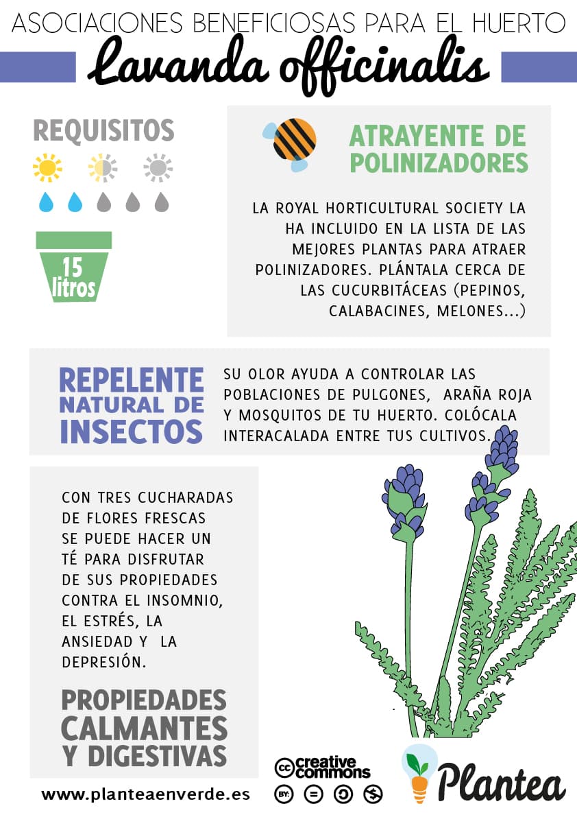 Cómo sembrar y cultivar lavanda: Consejos y cuidados esenciales