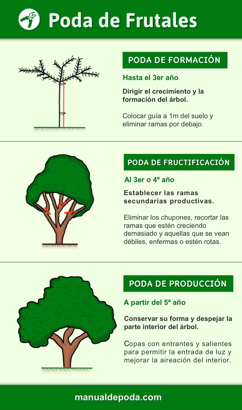 Cómo y cuándo podar una higuera para su óptimo crecimiento