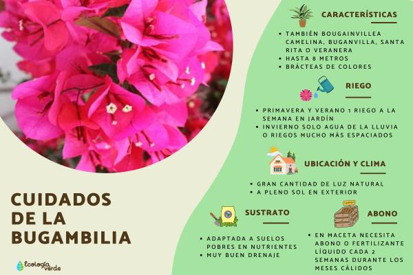 Consejos indispensables para la poda de la buganvilla y su cuidado adecuado