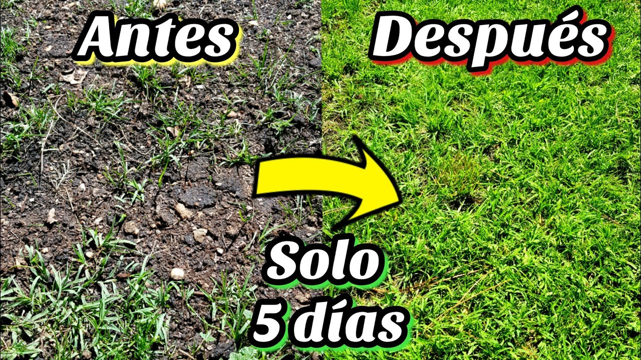 Consejos para plantar césped en tierra seca y tener un jardín verde y resistente