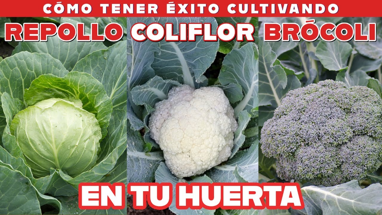 Consejos para sembrar coliflor y garantizar una cosecha exitosa