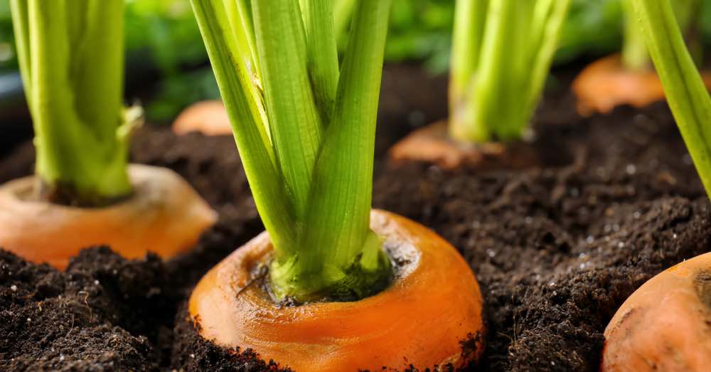 Consejos para sembrar zanahorias en verano y disfrutar de una cosecha exitosa