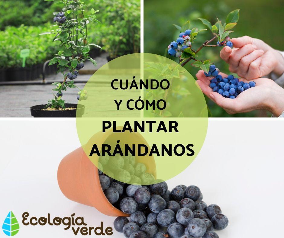 Consejos prácticos: Cómo plantar arándanos y disfrutar de su dulce cosecha