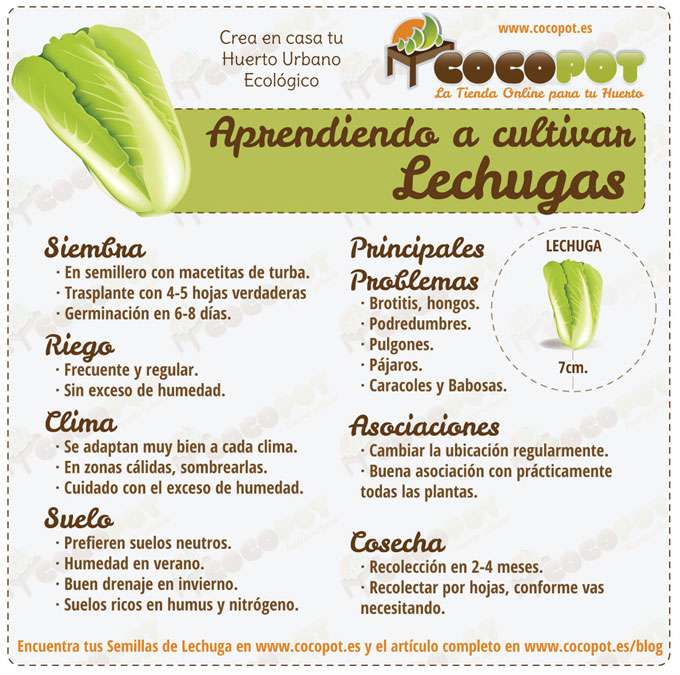 Consejos prácticos: cómo plantar lechuga en tu huerto