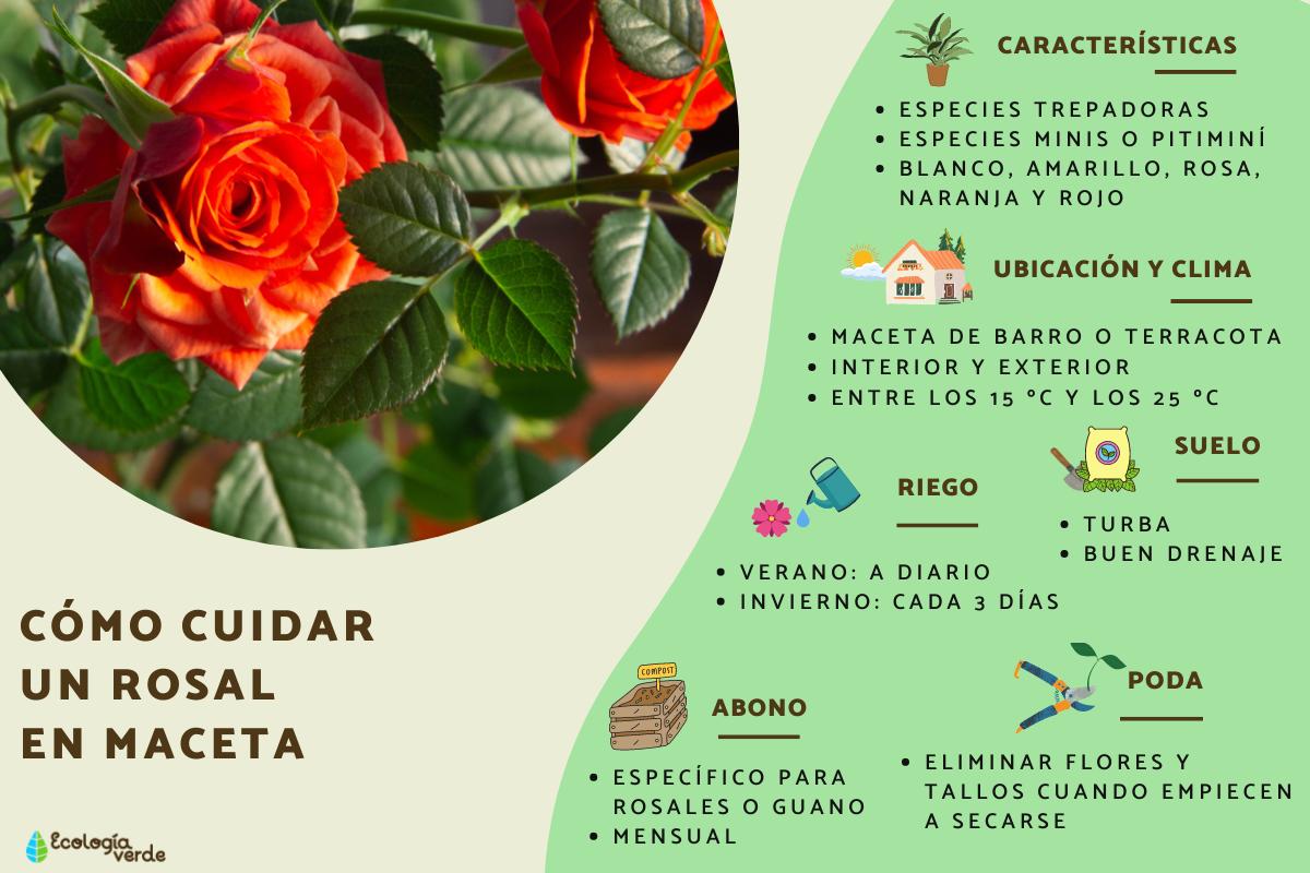 Consejos prácticos: cómo podar correctamente un rosal trepador