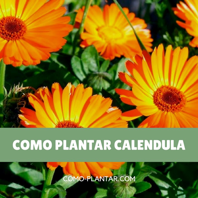 Consejos prácticos: Cómo sembrar caléndula y disfrutar de sus maravillosas flores