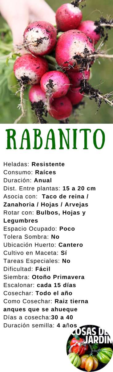 Consejos prácticos: Cómo sembrar y cuidar tus rabanitos en casa