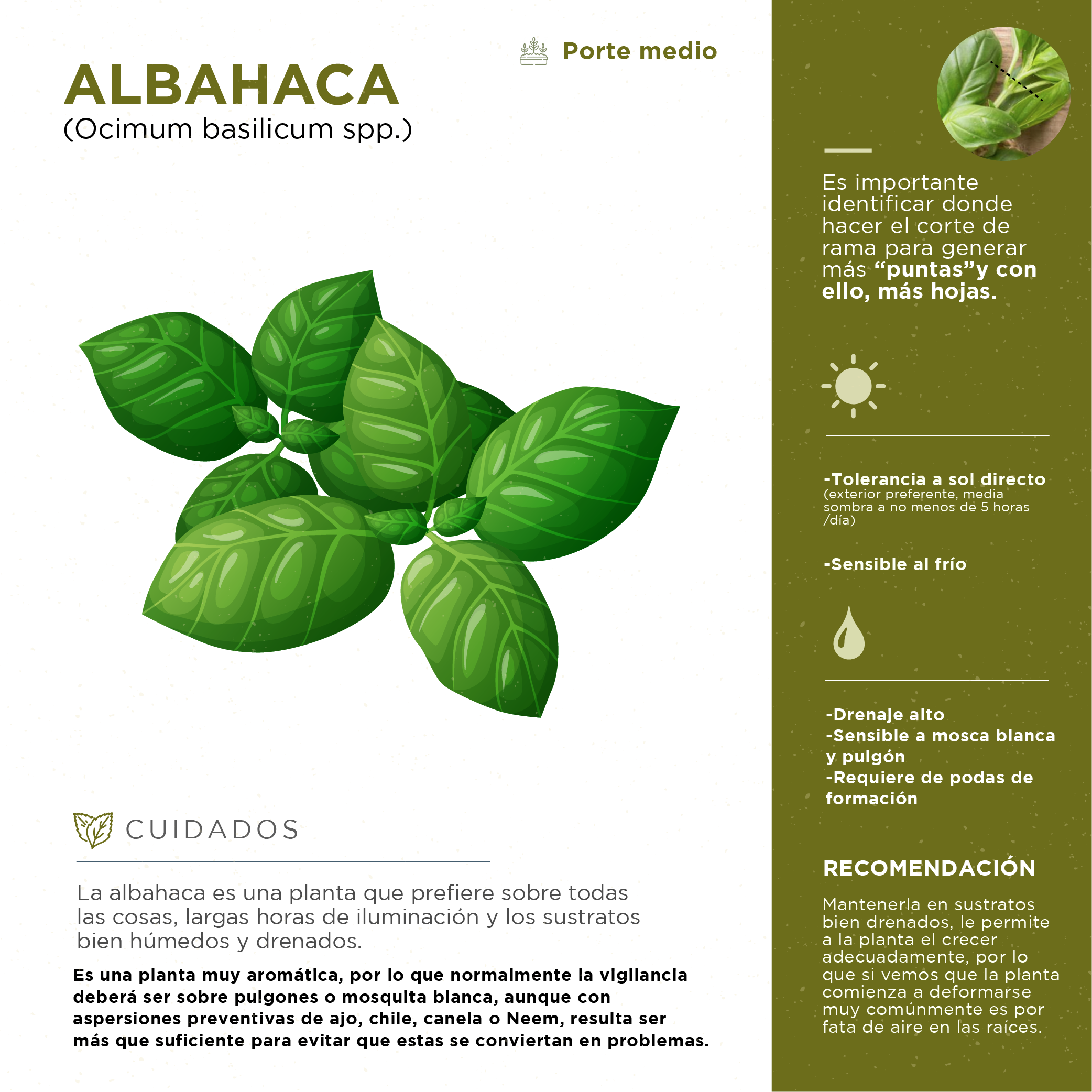 Consejos prácticos sobre cómo podar la albahaca: ¡Mejora el crecimiento y sabor de tus plantas!