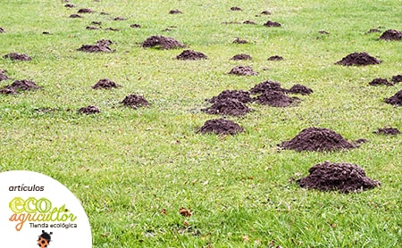 Control y prevención del topo de campo: Métodos naturales y efectivos para proteger tus cultivos