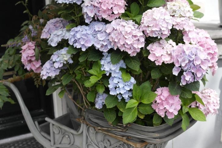 Crea un oasis de hortensias en tu hogar: Cuidado y cultivo de la hortensia en interiores