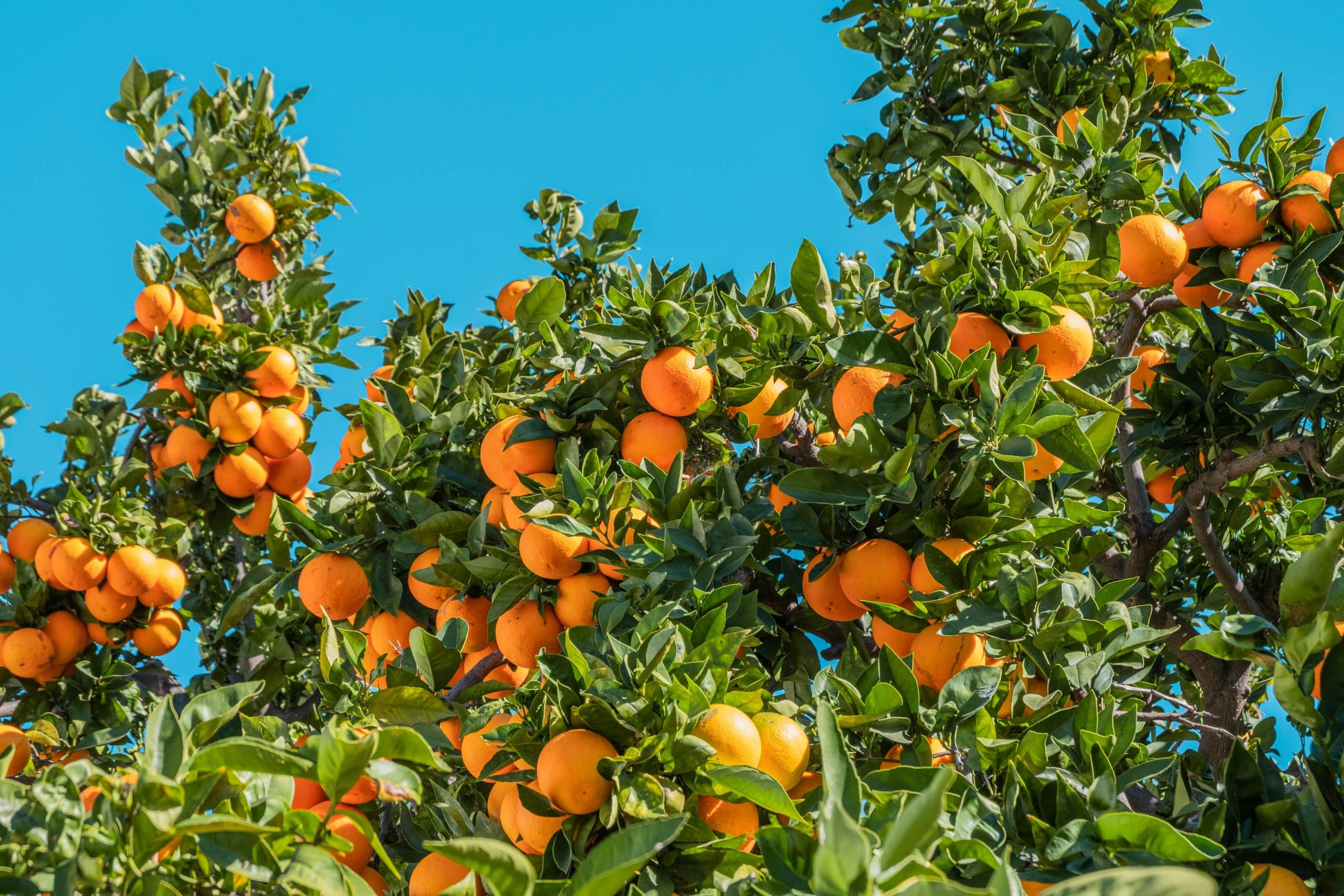 ¿Cuándo es el mejor momento para podar los naranjos? Descubre los momentos adecuados para cuidar tus árboles frutales