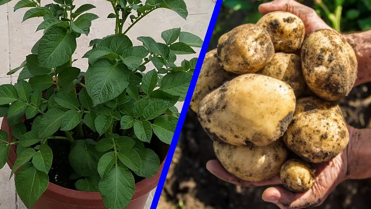 Cuándo es el momento perfecto para cortar las patatas y sembrarlas: todo lo que necesitas saber