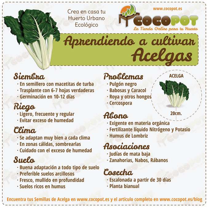 Cuando se siembran las acelgas: el momento perfecto para cultivar este vegetal saludable