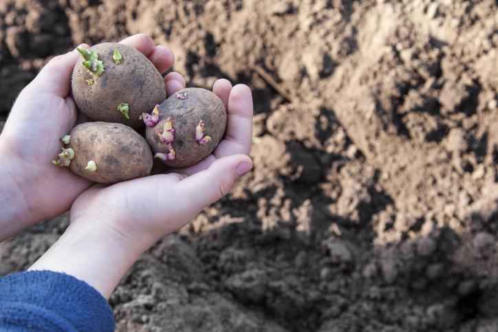 Cuándo sembrar patatas en España: consejos y recomendaciones para un cultivo exitoso