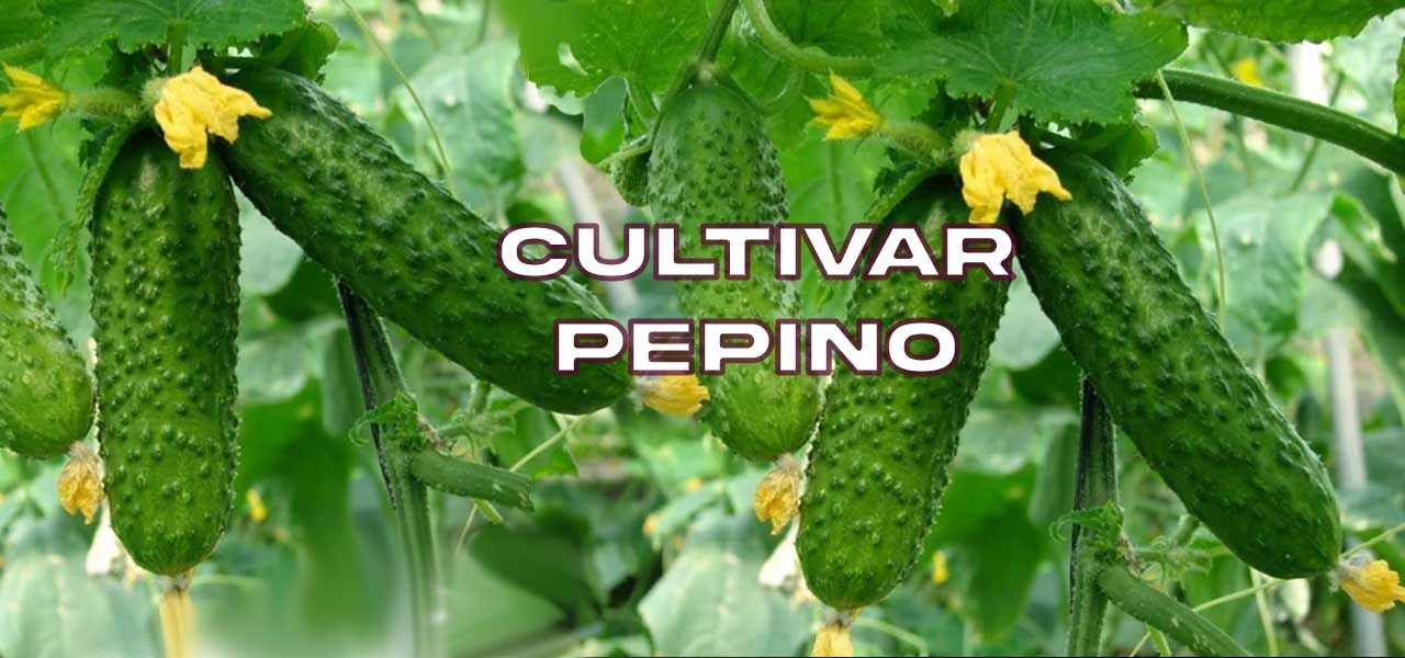 Cuándo sembrar pepino: La guía definitiva para obtener una cosecha abundante