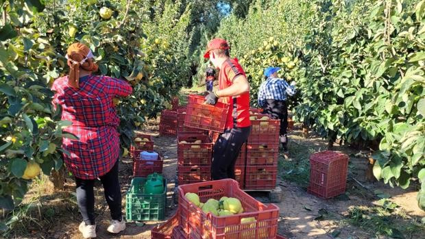 Cuándo y cómo recolectar los membrillos: consejos para obtener frutos sabrosos