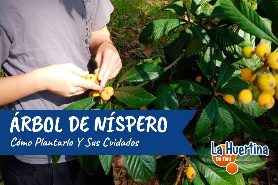 Cultivo de Níspero en Venezuela: Cómo Sembrar, Cuidar y Disfrutar de sus Deliciosos Frutos