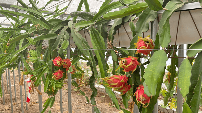 Cultivo de Pitahaya en España: Todo lo que necesitas saber para tener éxito