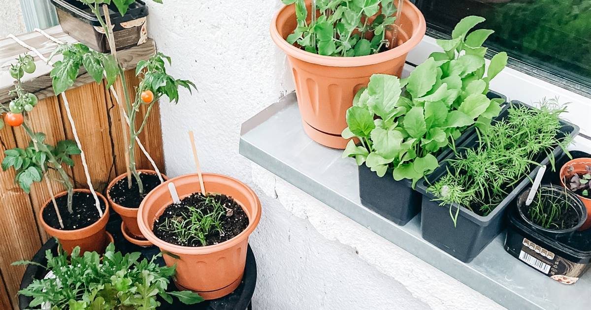 ¡Descubre cómo crear un huerto urbano en macetas y cosechar tus propios alimentos!