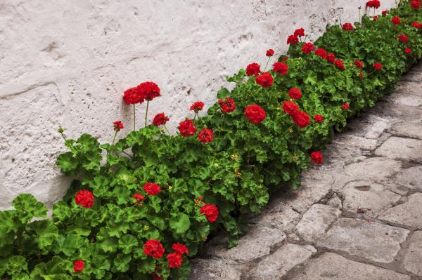 ¡Descubre cómo sembrar geranios de forma exitosa y disfruta de un jardín lleno de color!