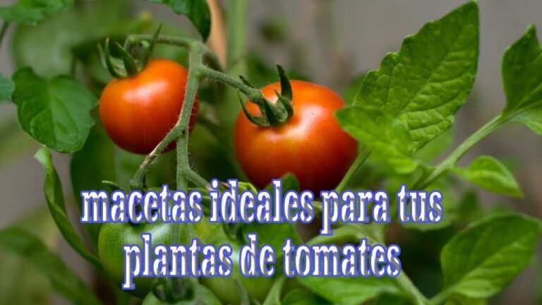 Descubre cuál es el tomate ideal para sembrar y disfruta de una cosecha abundante