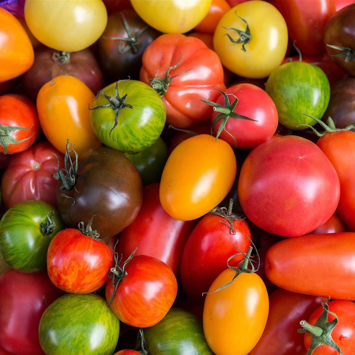 Descubre las Mejores Clases de Tomates para Sembrar en tu Huerto