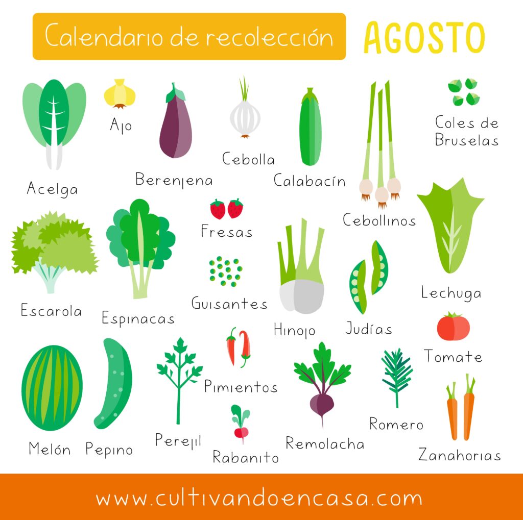 ¡Descubre qué sembrar en agosto y disfruta de una cosecha abundante!